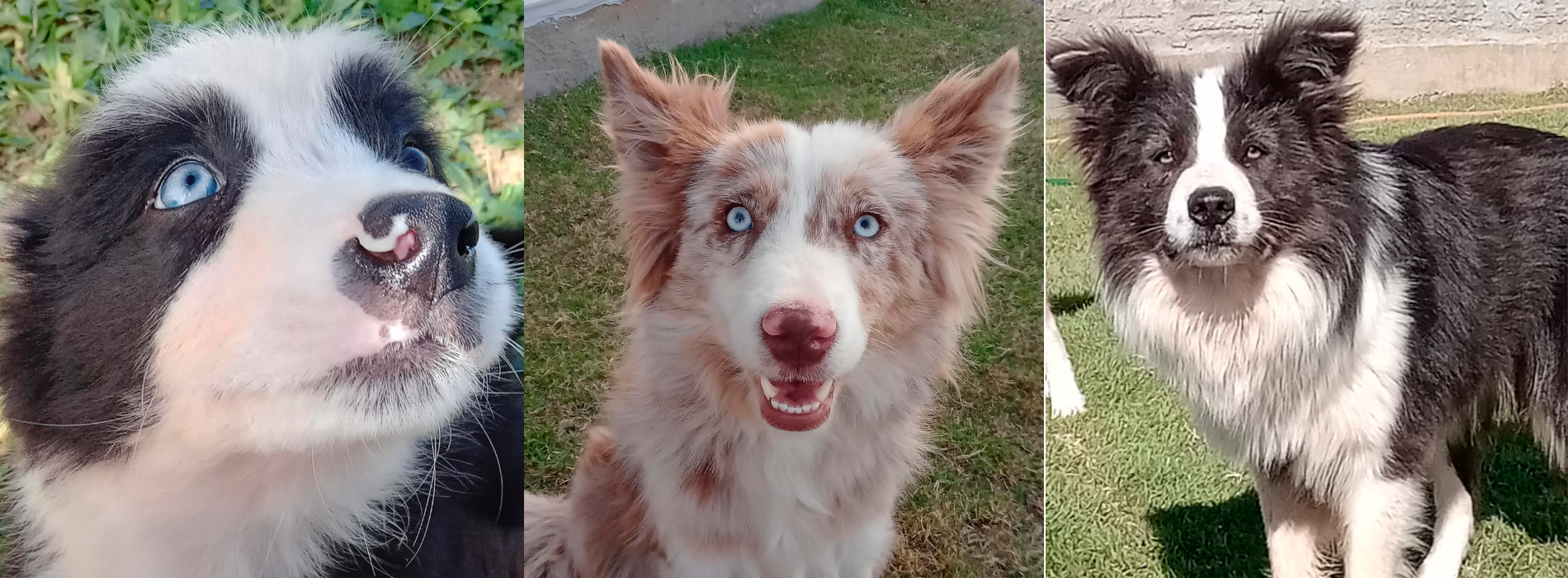 Canil Best Border Collie