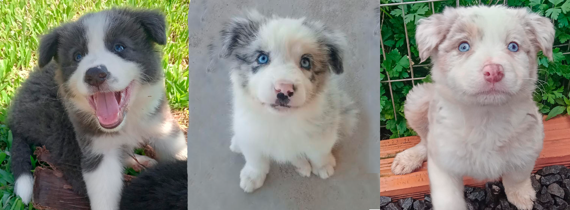 Linda ninhada de Border Collie Blue Merle tricolor